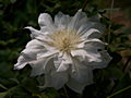 Clematis Viktoria Powojnik